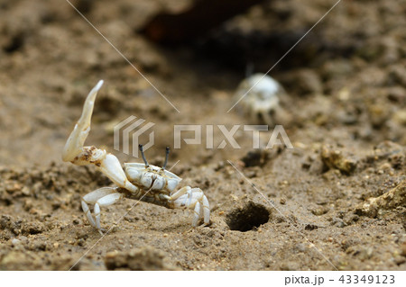 はさみを振り上げるオキナワハクセンシオマネキ はさみを振り上げるオキナワハクセンシオマネキ 43349123