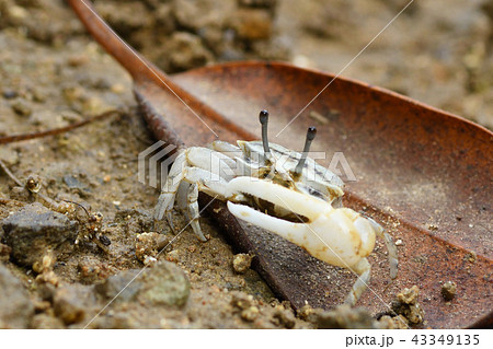 オキナワハクセンシオマネキ 43349135