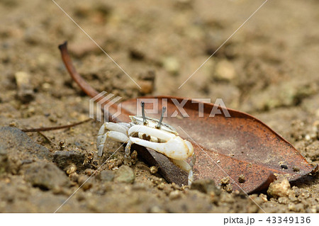 オキナワハクセンシオマネキ オキナワハクセンシオマネキ 43349136