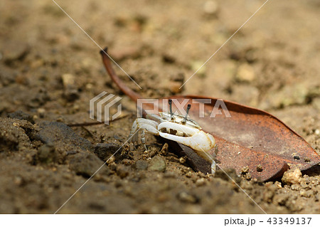 オキナワハクセンシオマネキ 43349137