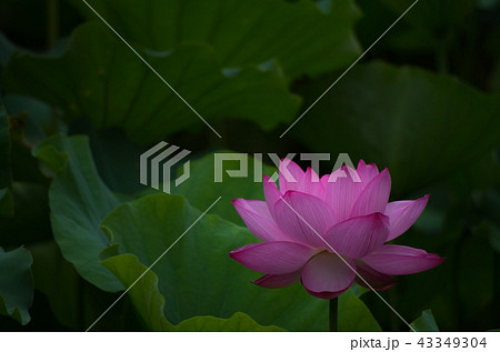 早朝に咲く蓮の花 早朝に咲く蓮の花 43349304