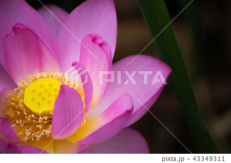 蓮の花 蓮の花 43349311