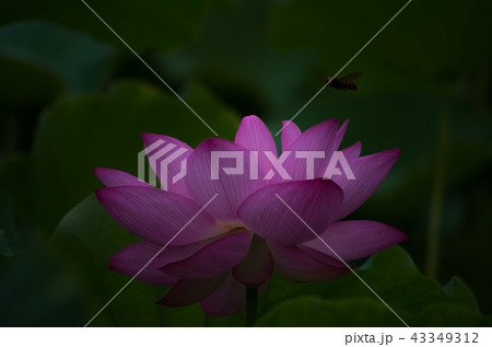 早朝に咲く蓮の花 早朝に咲く蓮の花 43349312