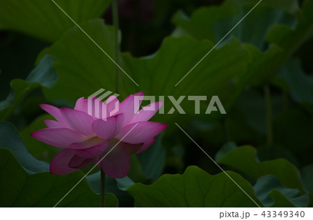 早朝に咲く蓮の花 43349340