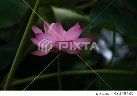 早朝に咲く蓮の花 早朝に咲く蓮の花 43349439