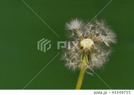 Dandelion Wind Propagation Dandelion Wind Propagation 43349755