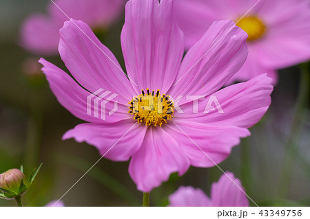 ピンク色のコスモスの花 43349756