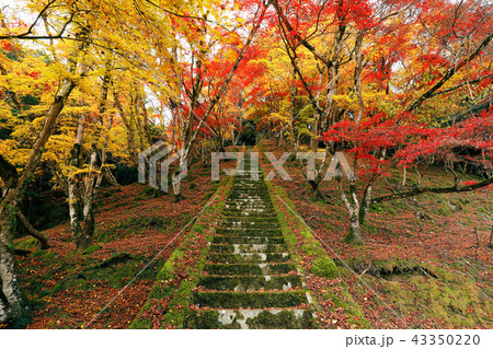 大分県 秋の御霊もみじ 大分県 秋の御霊もみじ 43350220
