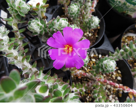 ウェルデルマニー 43350604