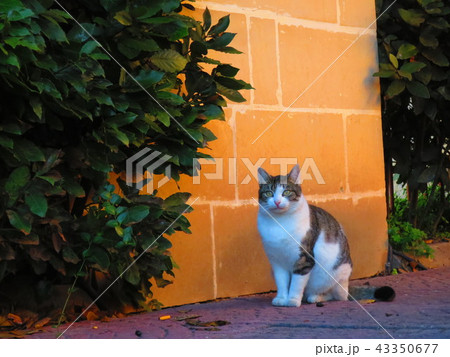 マルタ、ラバトの街を散歩中の猫 43350677