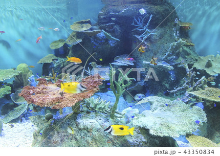 水槽の熱帯魚 43350834