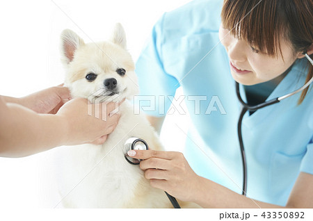 獣医 43350892