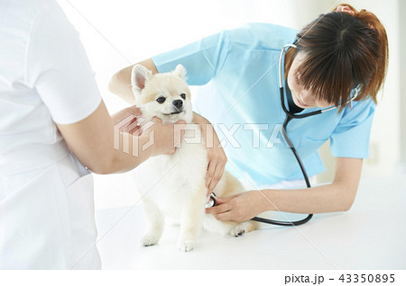 獣医 43350895