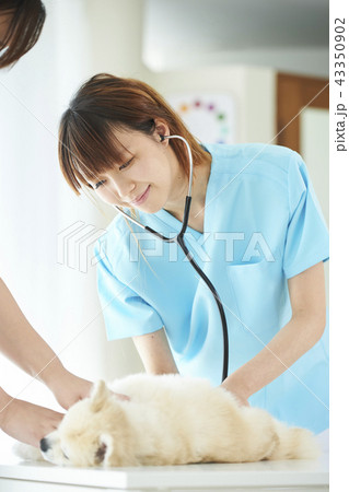 獣医 43350902