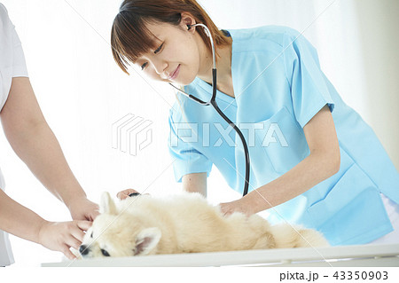 獣医 43350903