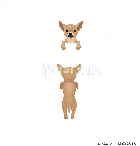 Chihuahua Hanging On Invisible Fence Front And のイラスト素材