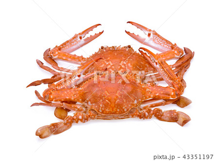 horse crab isolated on white background 43351197