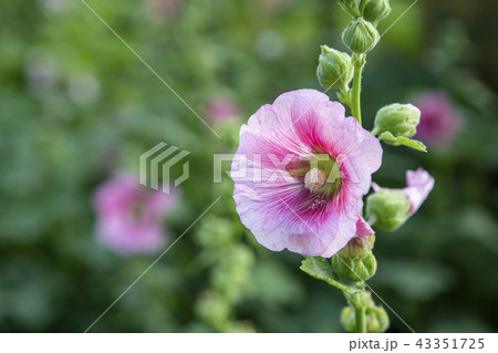 Hollyhocks flower in the garden Hollyhocks flower in the garden 43351725