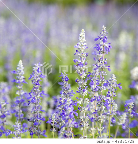 Closeup purple flowers (salvia officinalis) 43351728
