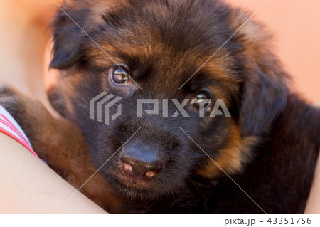 Young beautiful woman with a black puppy. Young beautiful woman with a black puppy. 43351756
