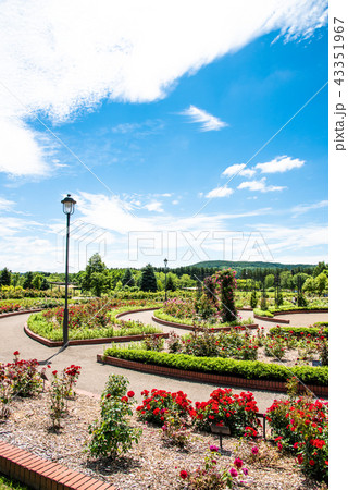 岩見沢バラ園 43351967