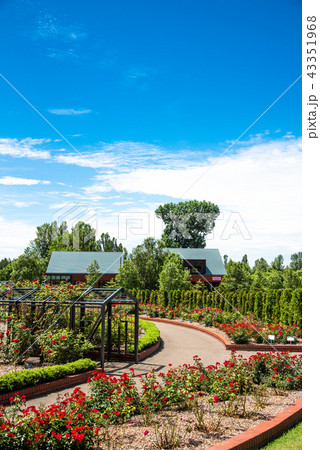 岩見沢バラ園 43351968