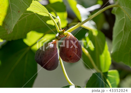 樹上のイチジクの実 43352024
