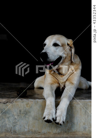 Yellow Labrador lay down on the concrete floor 43352344