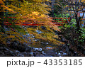 赤い橋と紅葉 43353185