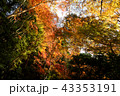 紅葉と黄葉 43353191