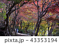 八瀬比叡山口周辺の紅葉 43353194