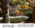 積田神社の川沿いの紅葉 43353195