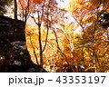 談山神社の石垣と紅葉 43353197