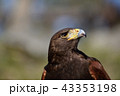 鷹 43353198