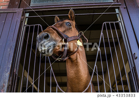 Head Shot of Brown Horse looking Over the Stable Head Shot of Brown Horse looking Over the Stable 43353833