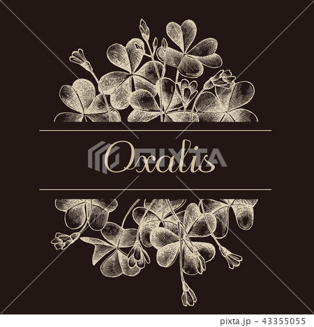 Hand drawn design with oxalis isolated on chalkboard 43355055