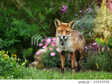 Red fox standing in the garden with flowers Red fox standing in the garden with flowers 43355056