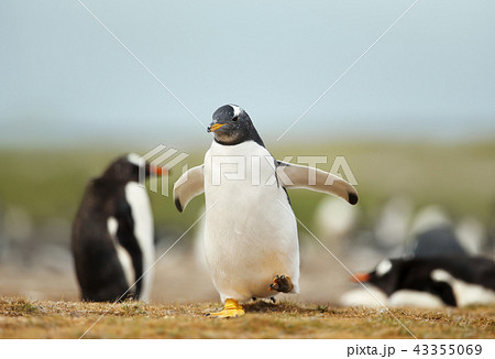 Gentoo penguin chick running on a coastal area 43355069