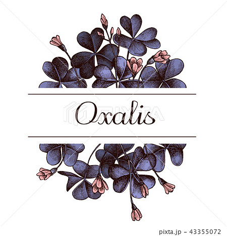 Hand drawn design with oxalis Highly detailed sketch 43355072