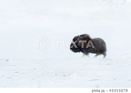 Close-up of a Musk Ox walking in snow storm Close-up of a Musk Ox walking in snow storm 43355079
