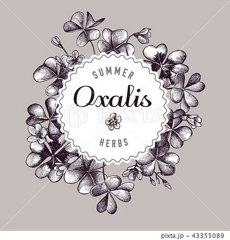 Round paper emblem over hand drawn oxalis monochrome 43355089