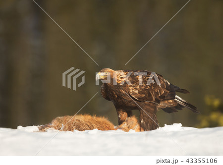 Golden Eagle feeding on a dead red fox 43355106