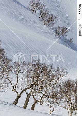 雪深い春の八方尾根とダケカンバ 43355590