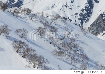 雪解け進む八方尾根の風景 雪解け進む八方尾根の風景 43355594
