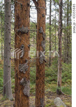 Damaged spruce trees Damaged spruce trees 43355685
