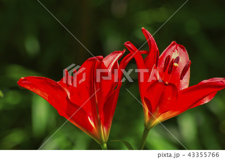 赤いユリの花の写真素材