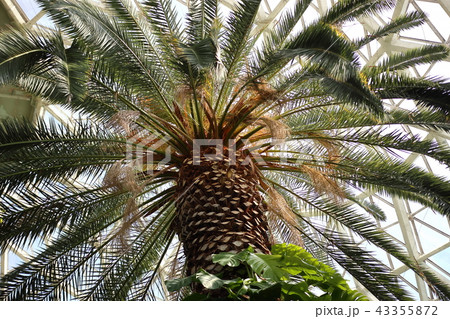 ソテツ ヤシ ソテツ ヤシ 43355872