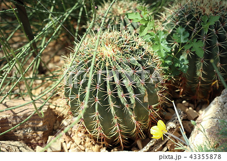 サボテン サボテン 43355878
