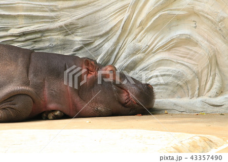 お疲れカバさん ただいま休憩中 休憩時間のカバさん まどろむカバさん 上野動物園 お疲れカバさん ただいま休憩中 休憩時間のカバさん まどろむカバさん 上野動物園 43357490