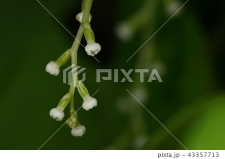 自然　植物　ヤマノイモ、雌雄異株でこちらは雌株。雄花同様花びらは全開にならずこれで咲いた状態です 43357713